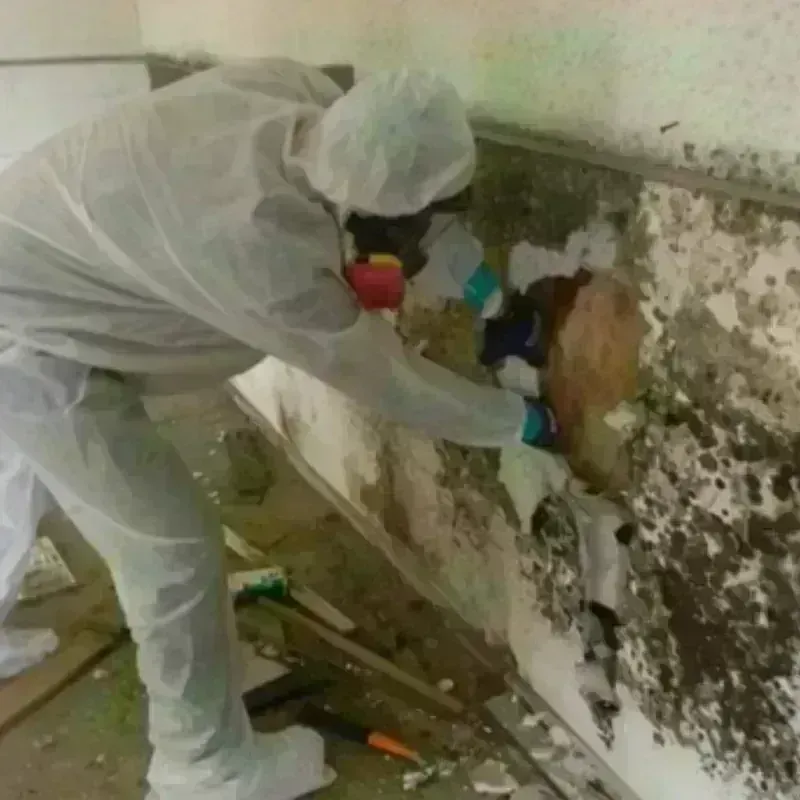 Mold Remediation and Removal in Lebanon, MO